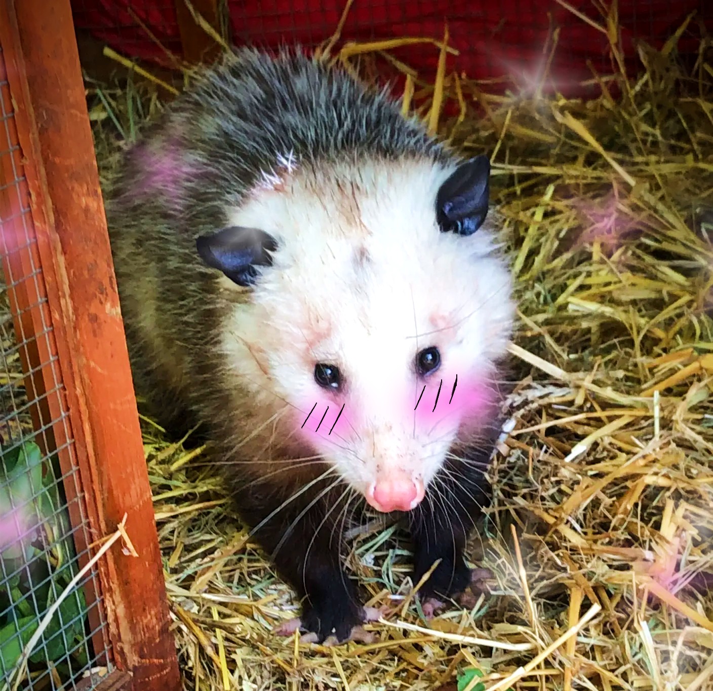 a moe opossum